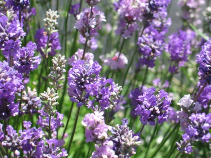 lavender lavender