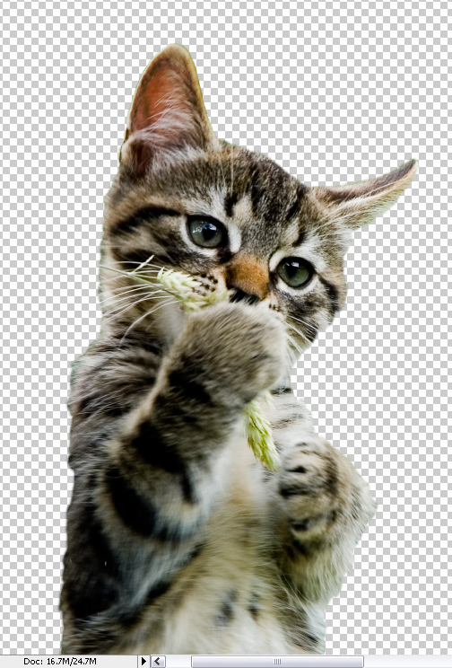 step8puss in boots